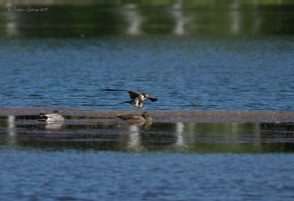 Baumfalke auf der Jagd