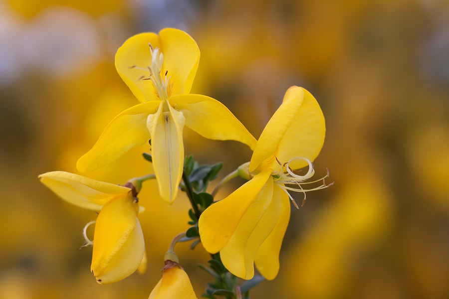 Besenginster (Cytisus scoparius) II