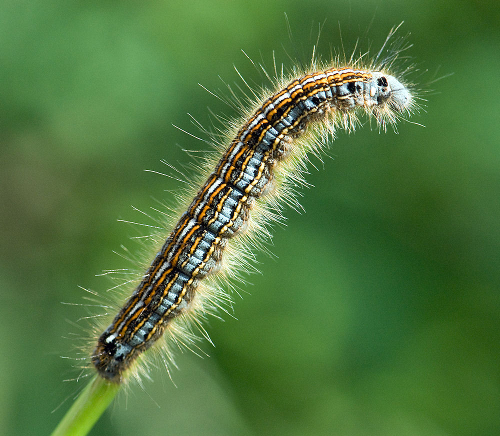 Raupe des Ringelspinners