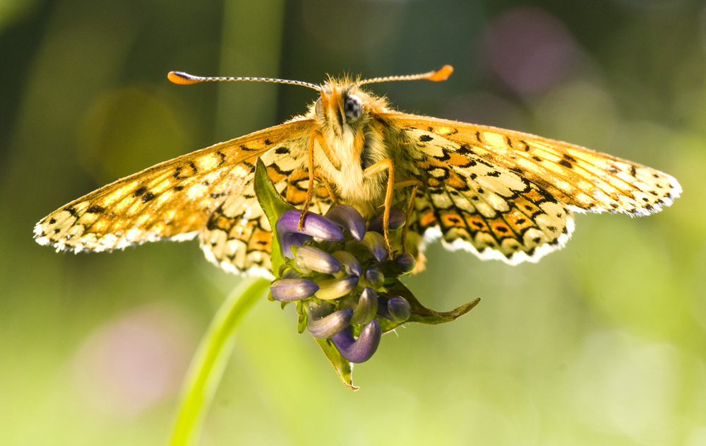 Melitaea cinxia