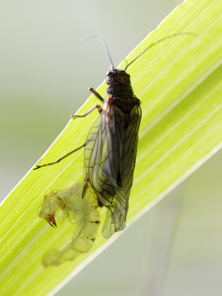 Schlammfliege