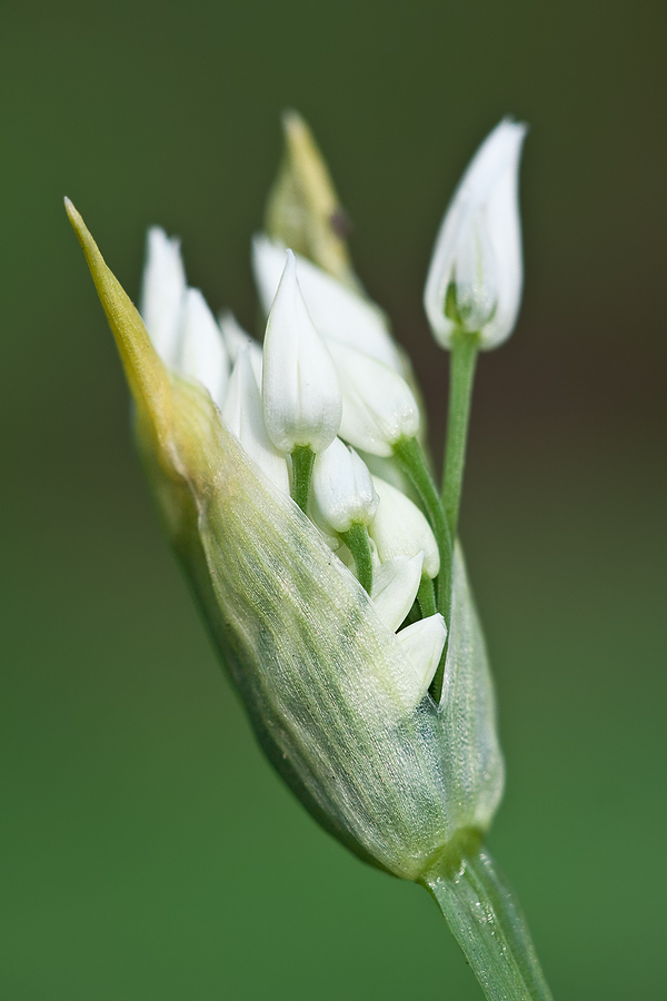 Blütenstand des Bärlauchs (Allium ursinum)
