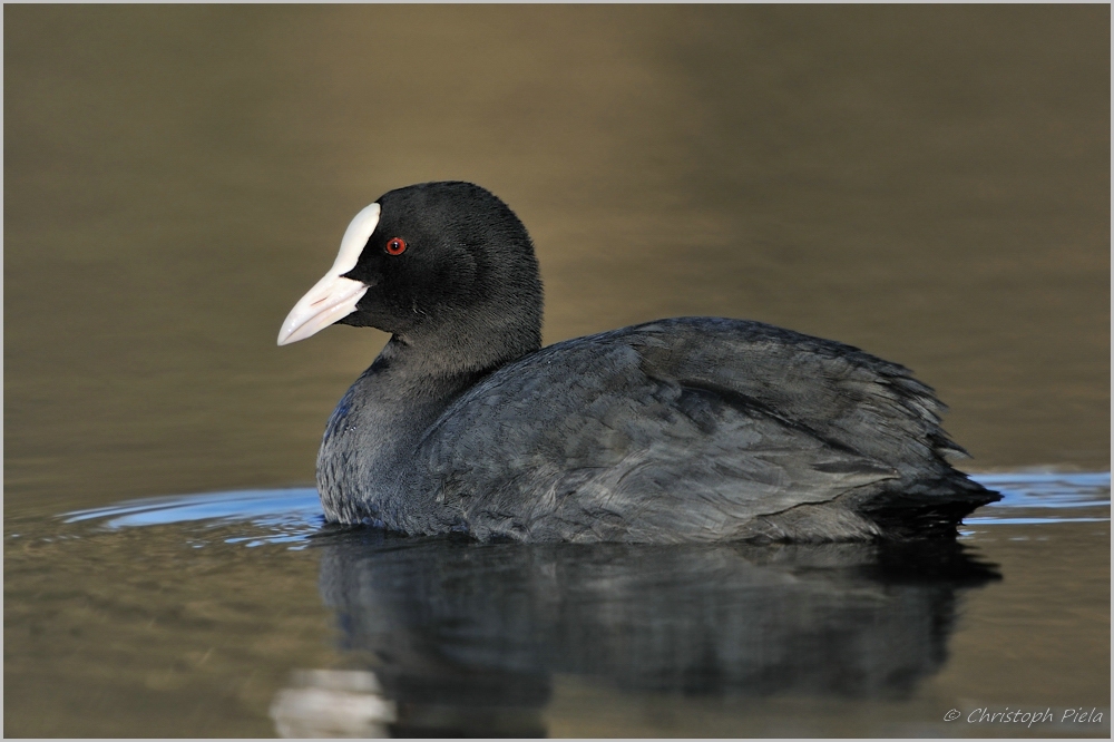 Blässhuhn (Fulica atra)