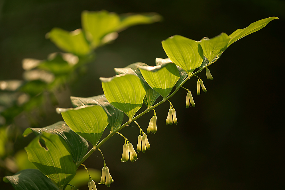 Vielblütige Weißwurz (Polygonatum multiflorum)