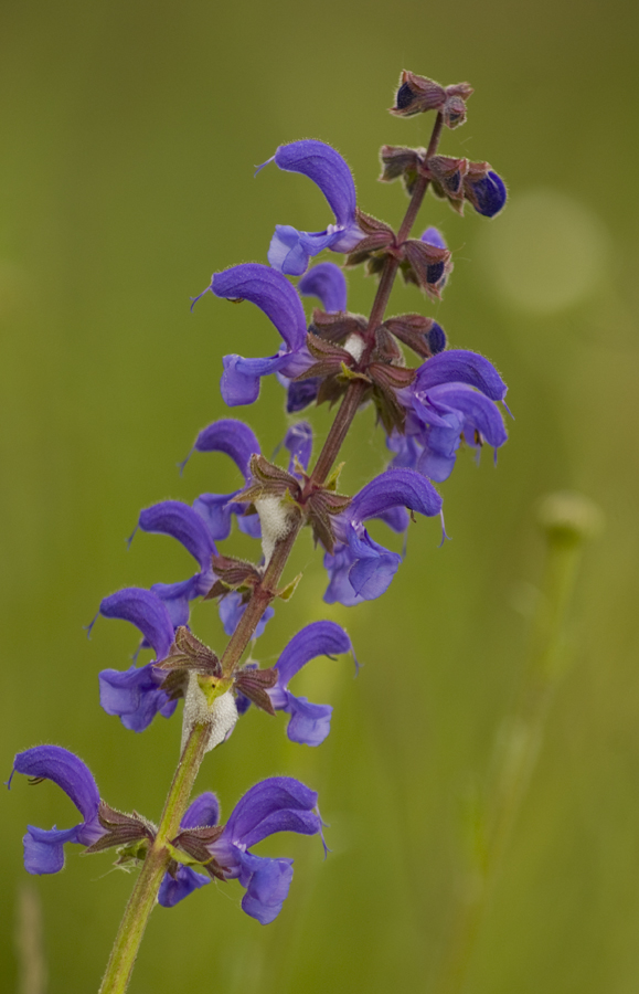 Wiesensalbei