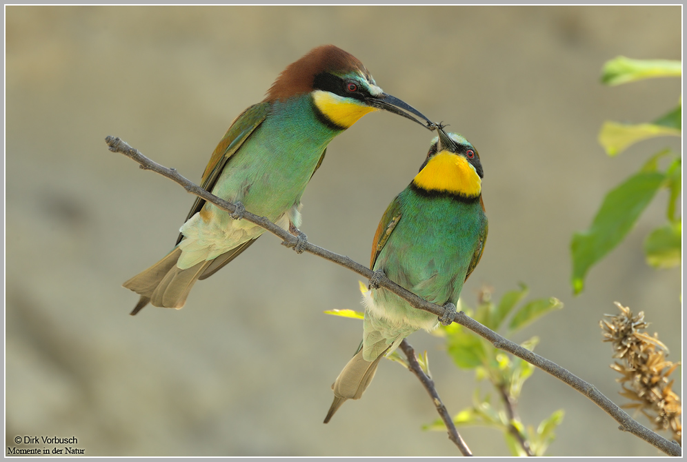 Bienenfresser (Merops apiaster)