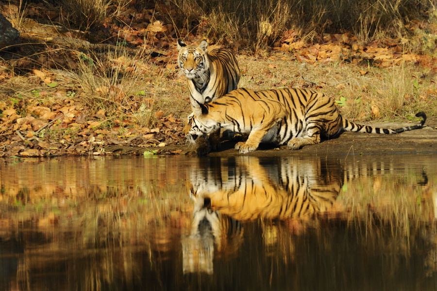 Bandhavgarh Tiger