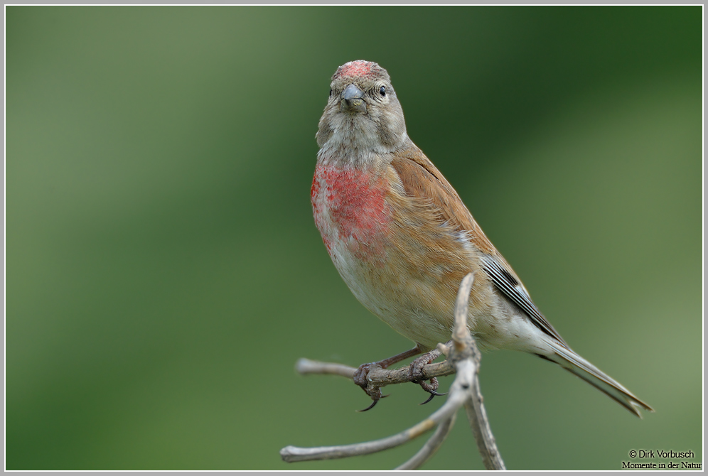 Bluthänfling (Carduelis cannabina)