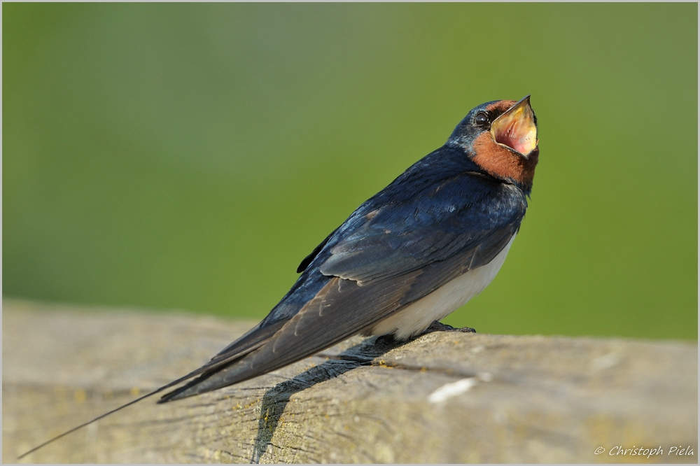Rauchschwalbe (Hirundo rustica)