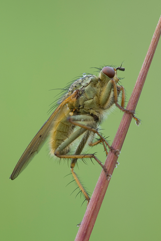 (Scathophaga stercoraria) Dungfliege