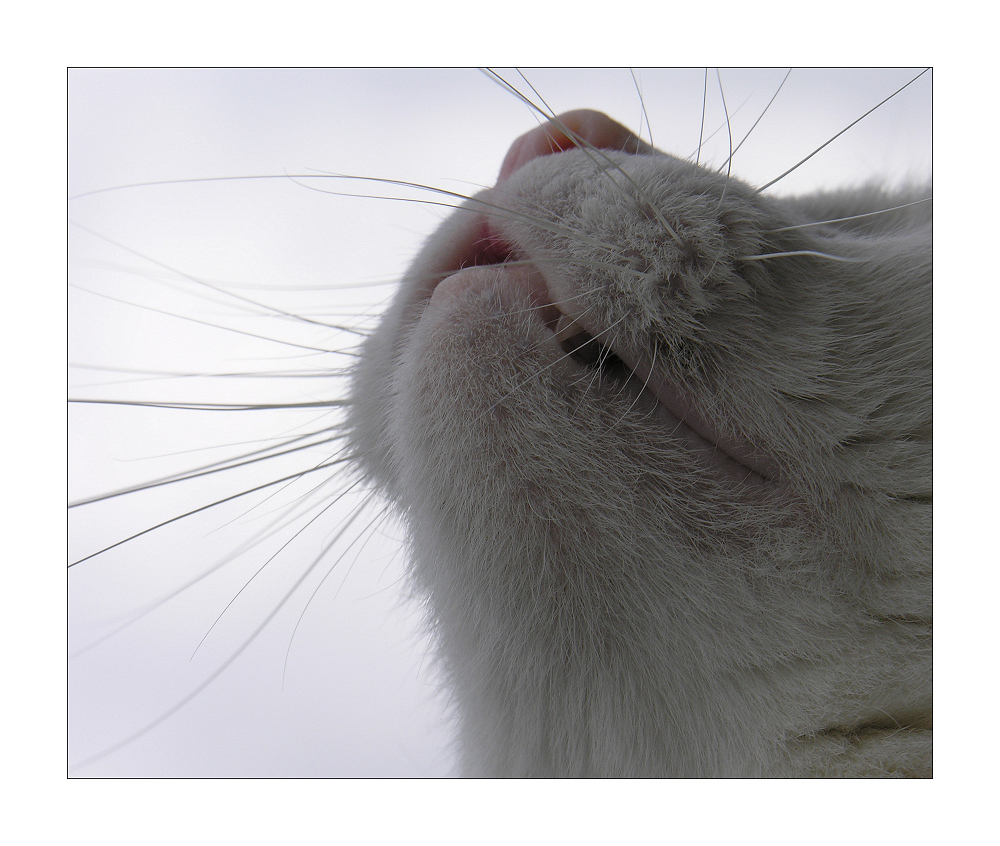 guck in die Luft