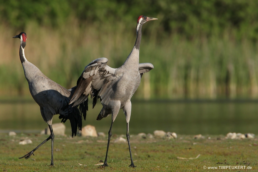 Balz des Glücksvogels