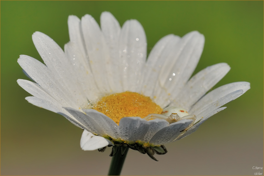 Misumena vatia