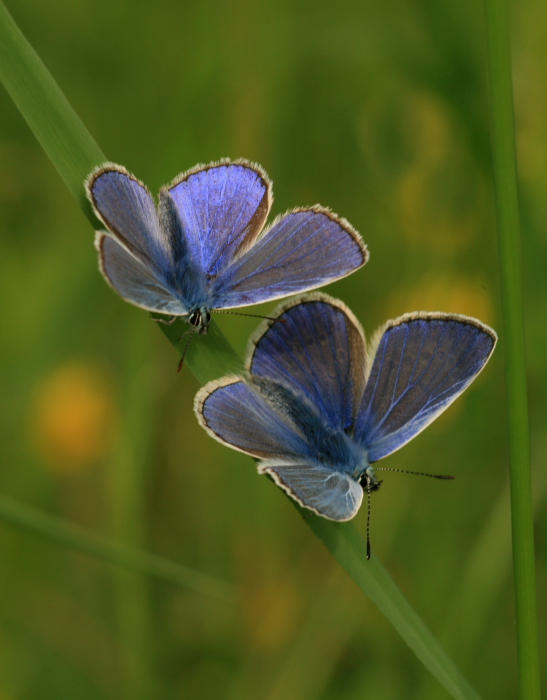 Zwillinge in Blau