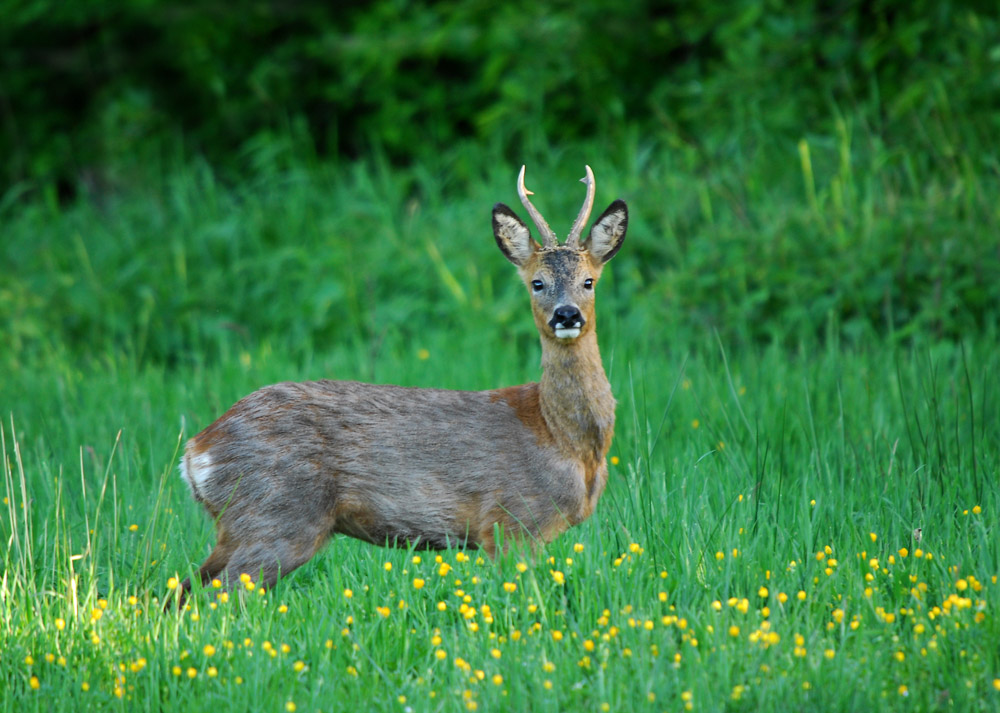 Gabler in blühender Wiese