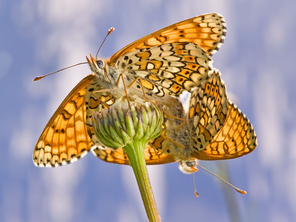 ... we can fly ...