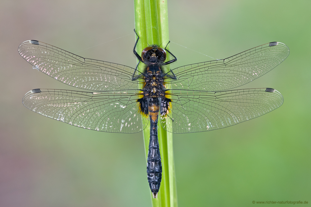 Zierliche Moosjungfer - Leucorrhinia caudalis