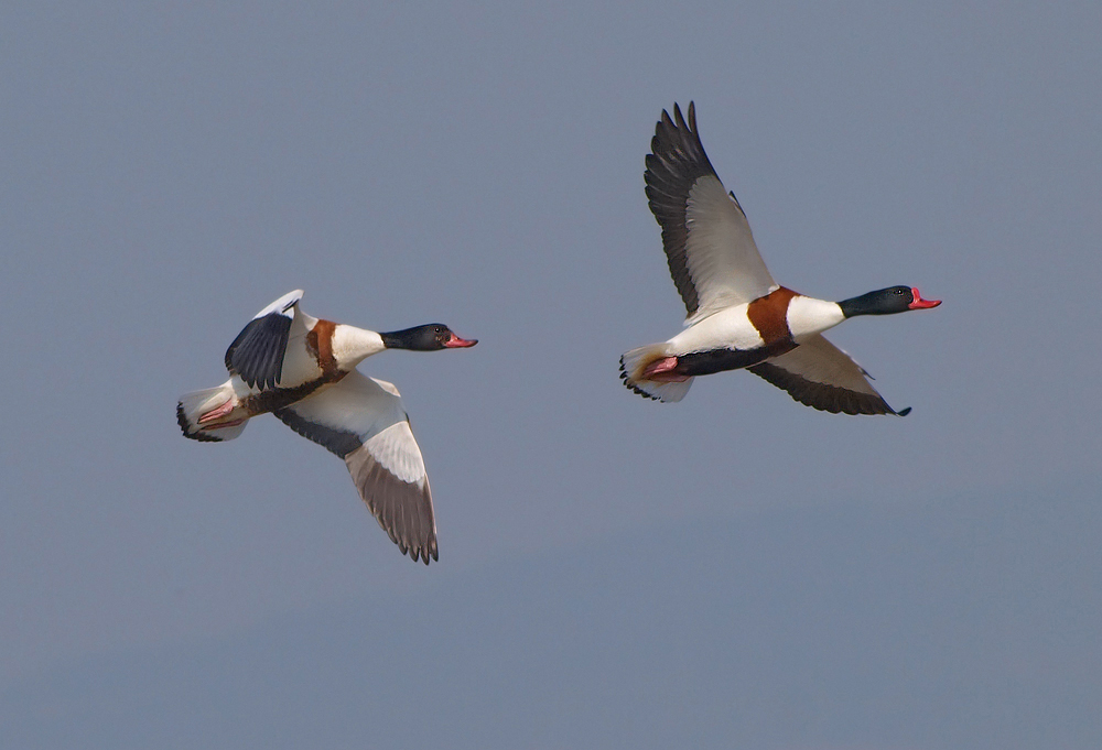 Brandgänse  (Tadorna tadorna)