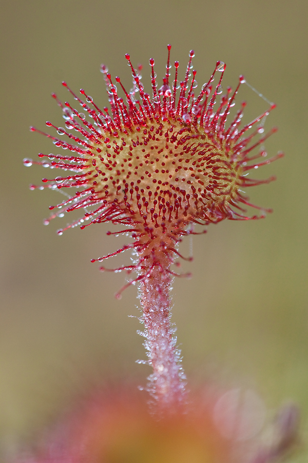 Rundblättriger Sonnentau (Drosera rotundifolia)