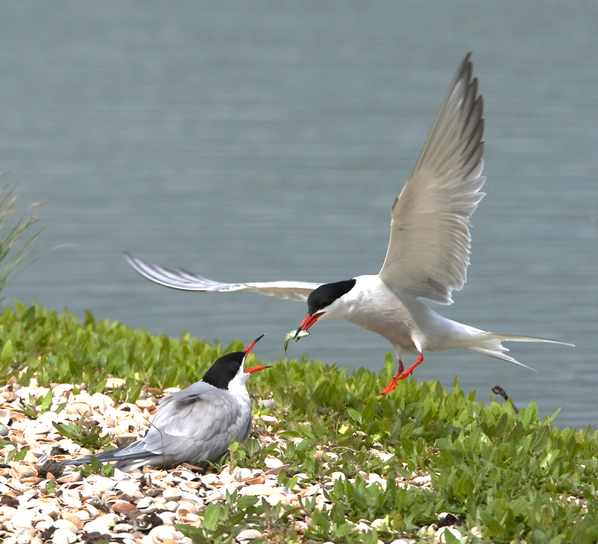 Flußseeschwalben