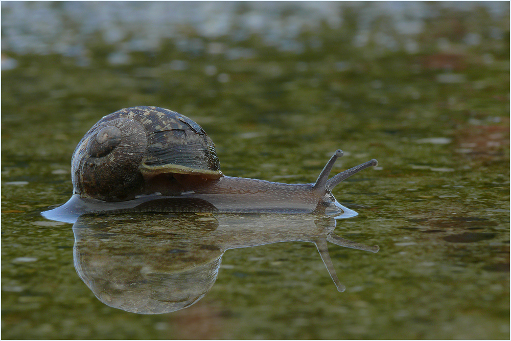 Die Weisheit einer Schnecke