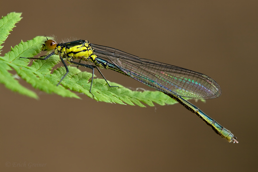 „Erythromma najas – Großes Granatauge - ♂ „