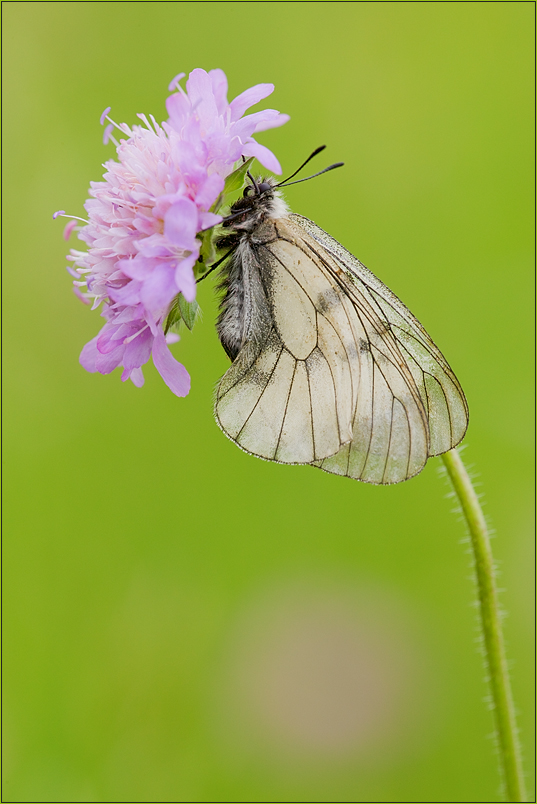 Parnassius mnemosyne