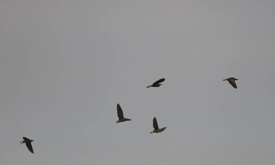 5 Große Rohrdommeln Wildlife