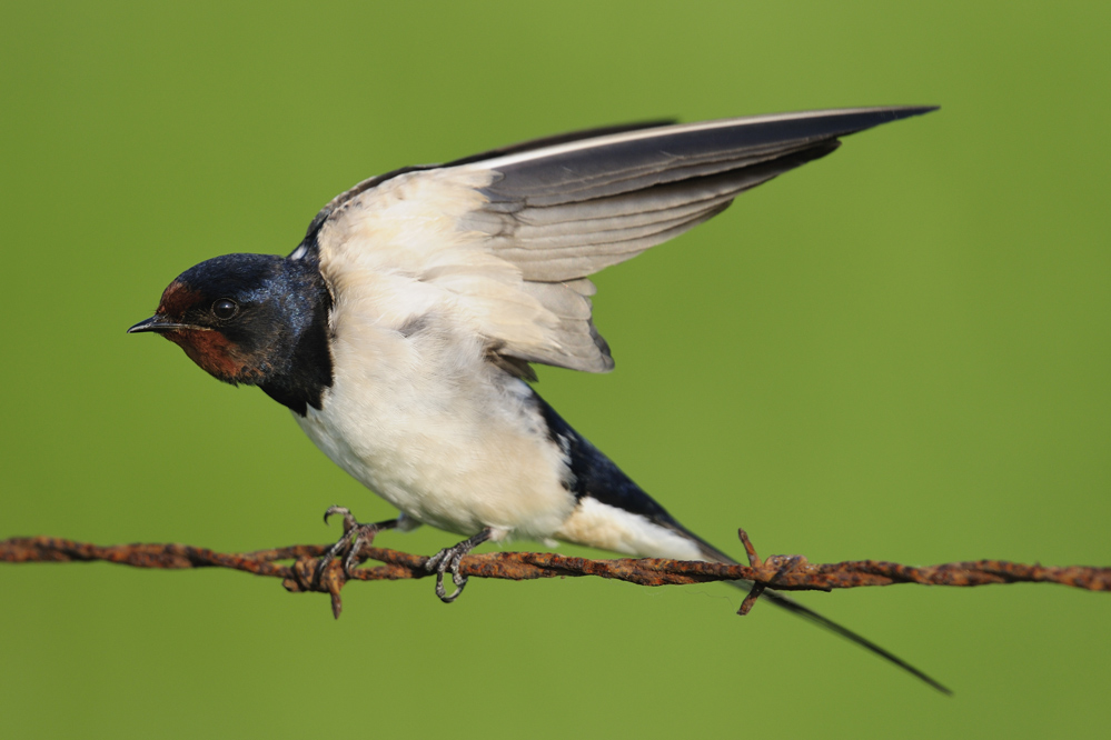 Rauchschwalbe (Hirundo rustica)
