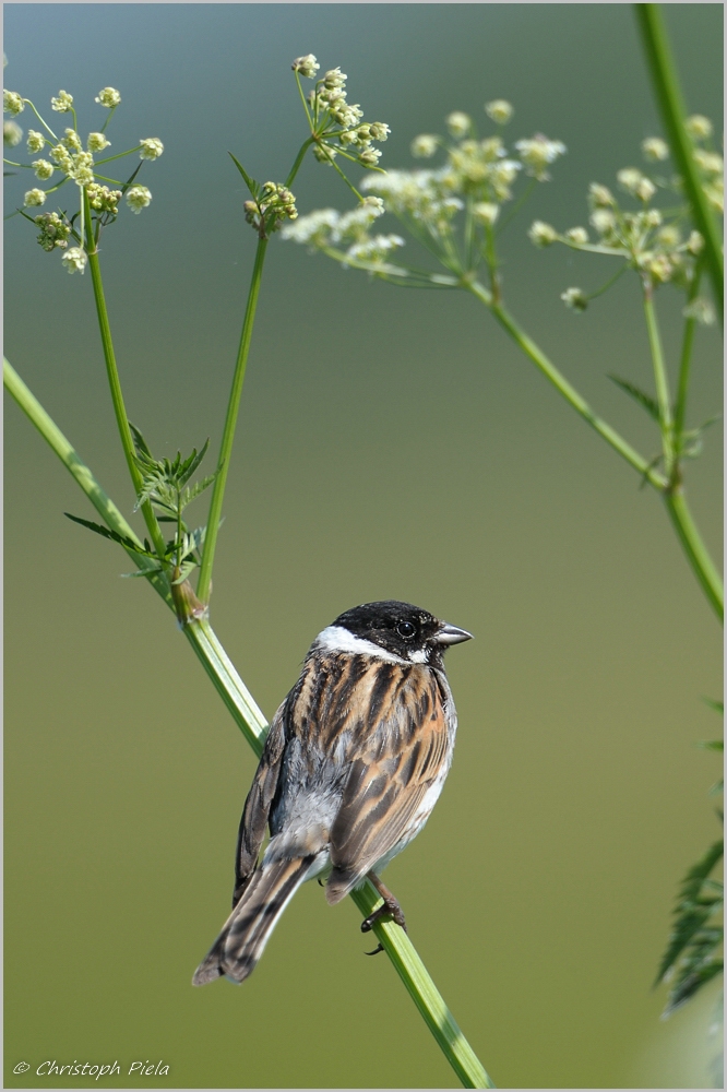 Rohrammer (Emberiza schoeniclus)