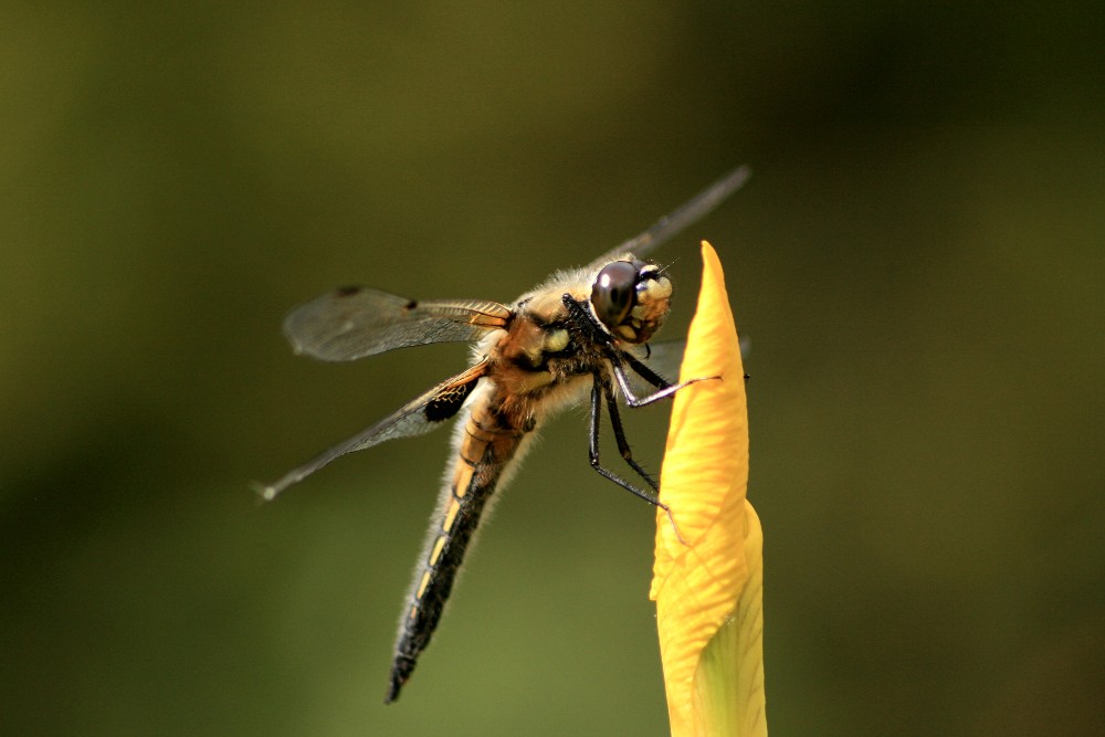 Vierfleck am Gartenteich