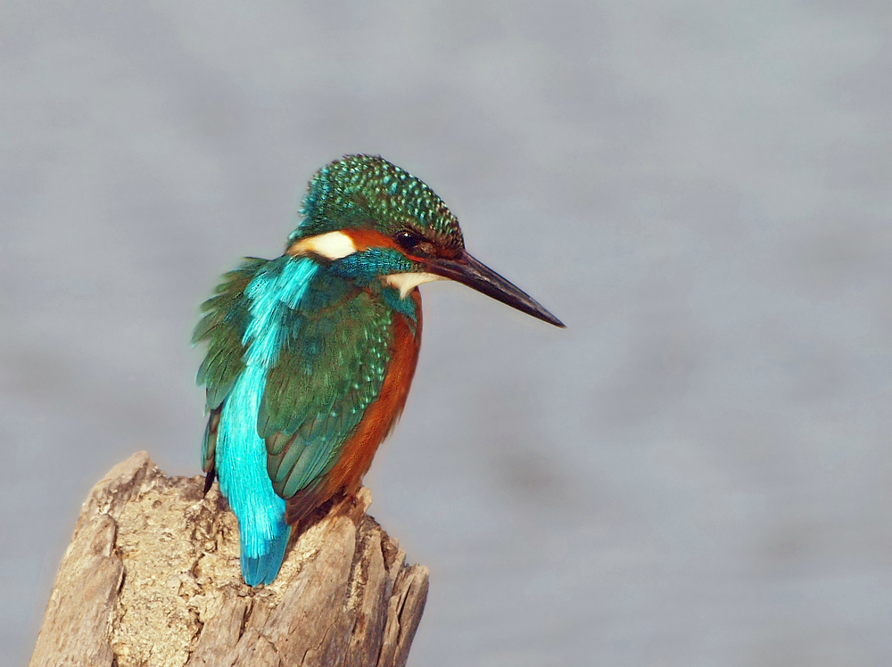 Eisvogel (Alcedo Atthis)