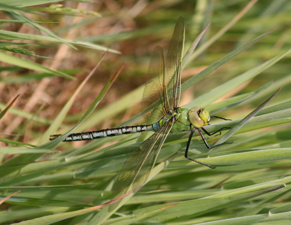 Große Königslibelle auf der Wiese