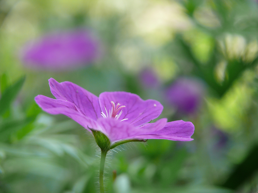 Geranium sanguineum