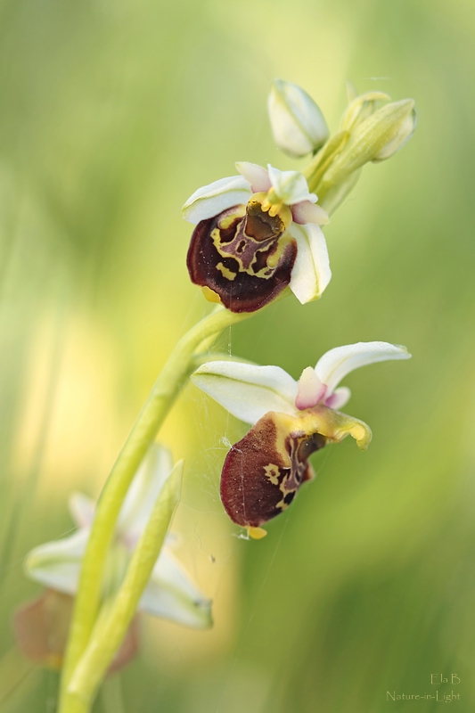 Hummelragwurz (Ophrys holoserica)