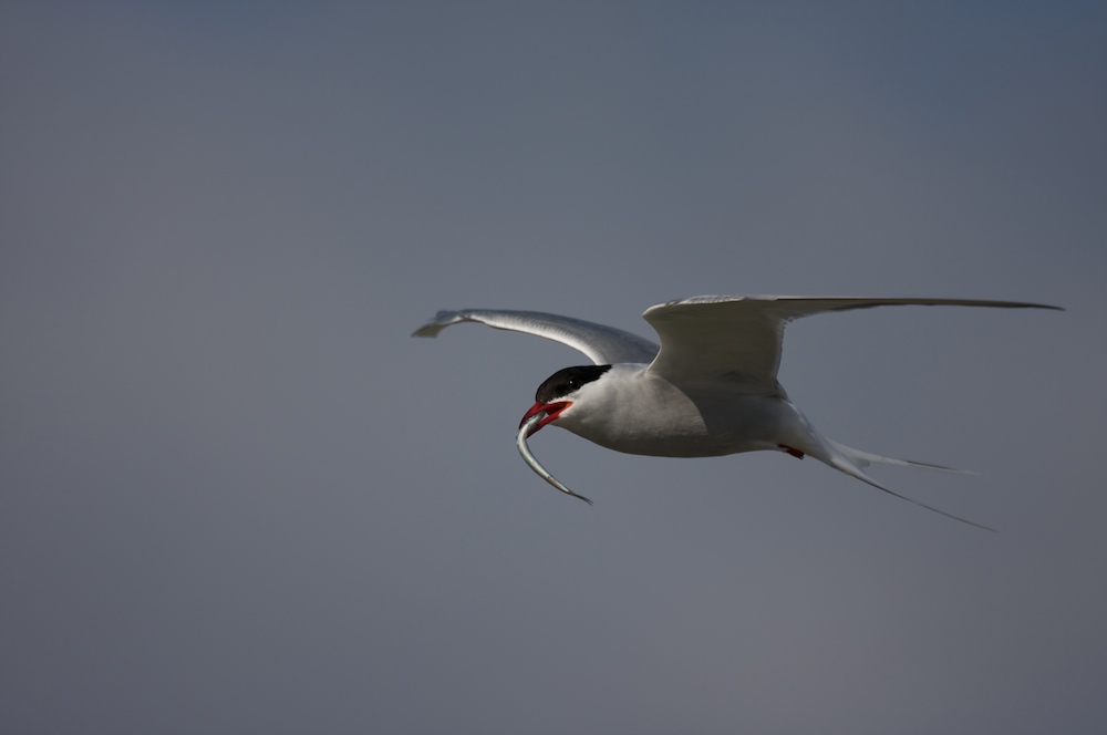 Seeschwalbe im Anflug