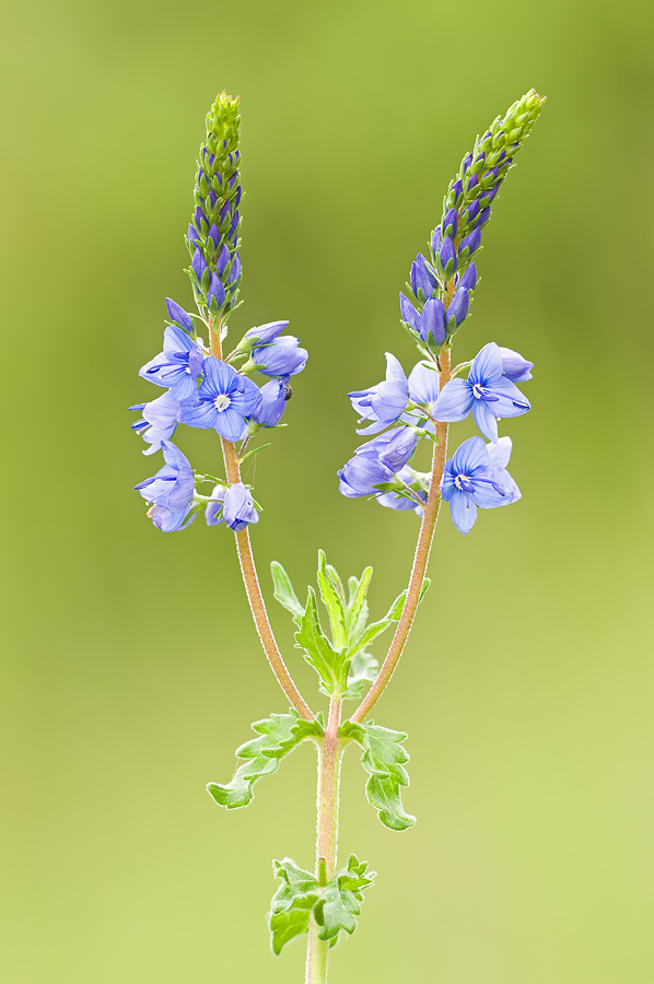 ein Blümchen (Forum für Naturfotografen)