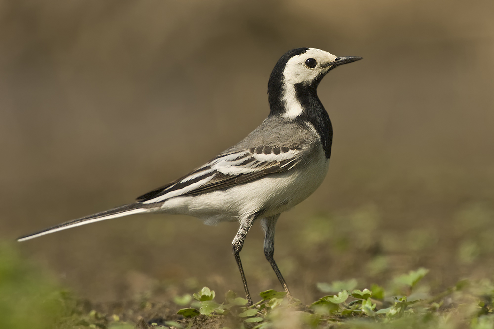 Bachstelze (Motacilla alba)