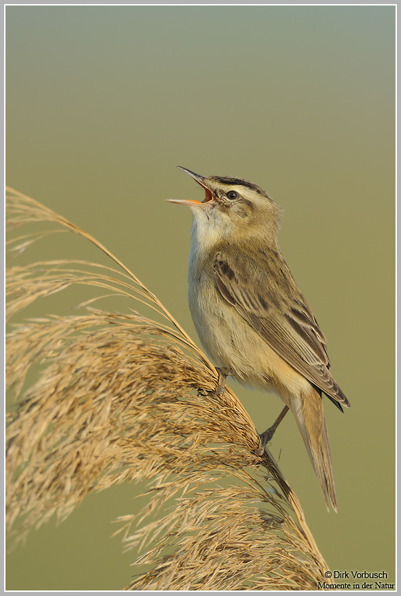 Schilfrohrsänger (Acrocephalus schoenobaenus)