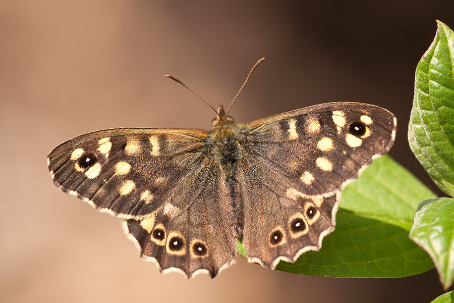 Waldbrettspiel (Pararge aegeria)