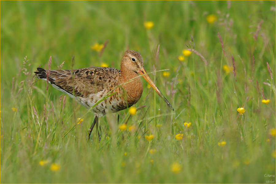 Limosa limosa