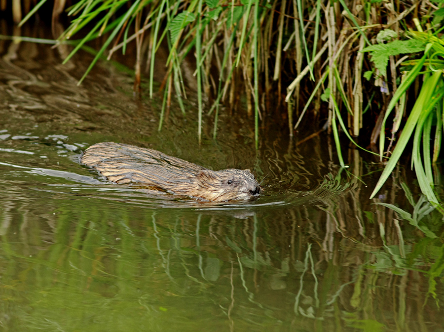 Der leise Schwimmer