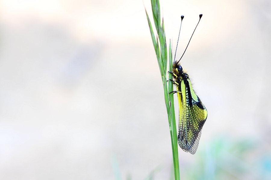 Libellenschmetterlingshafte (Libelloides coccajus)