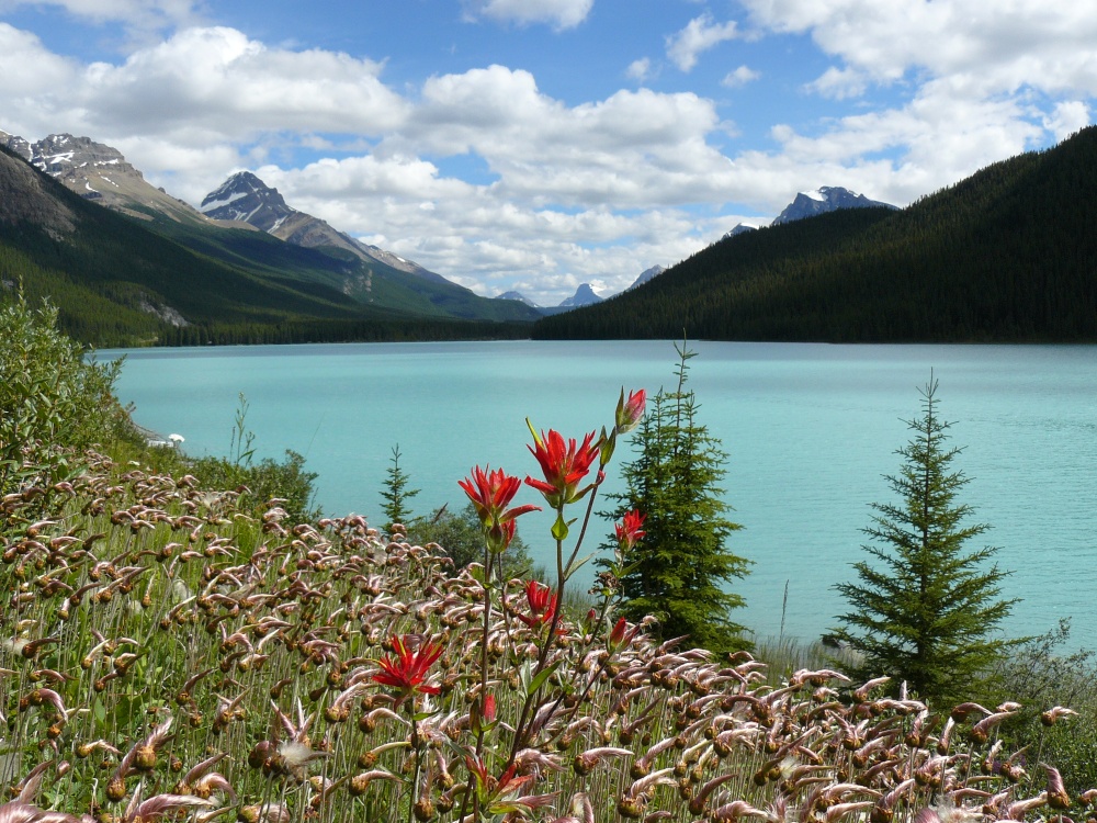 Peyto Lake