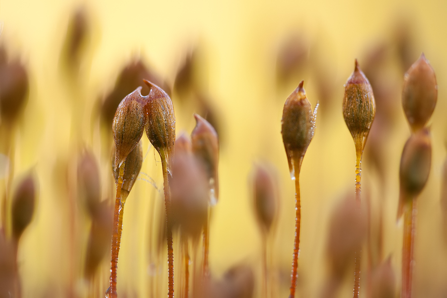 Sporenträger vom Goldenen Frauenhaarmoos (Polytrichum commune)