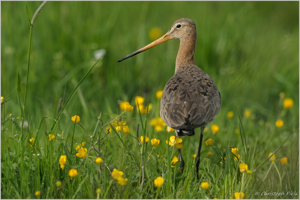 Uferschnepfe (Limosa limosa)