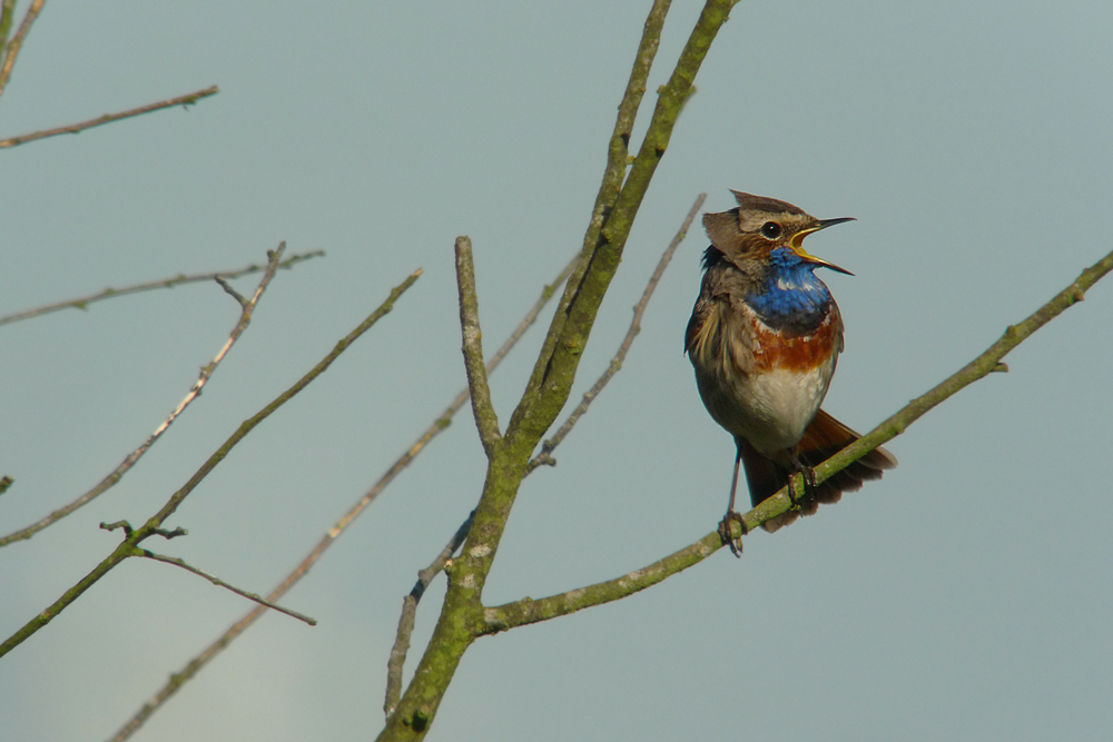 Blaukehlchen