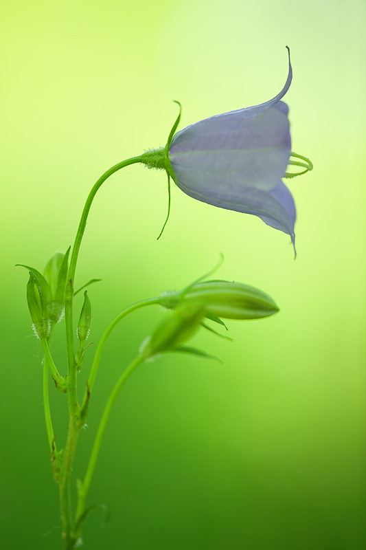 Campanula rotundifolia