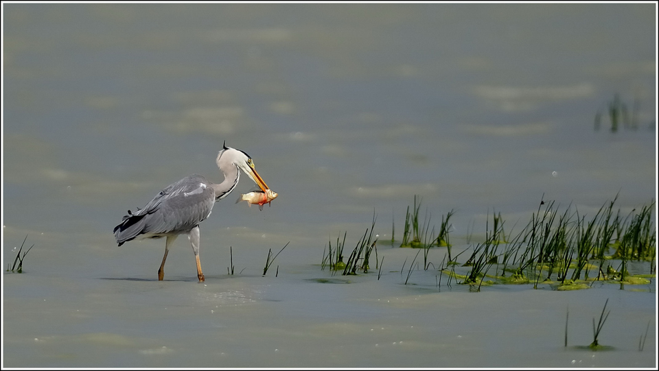 Karpfen am Spieß (Forum für Naturfotografen)