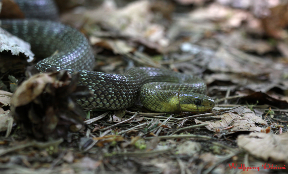 Äskulapnatter (Elaphe longissima)